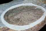 Gigantopygus Trilobite - Issafen, Morocco #92747-2